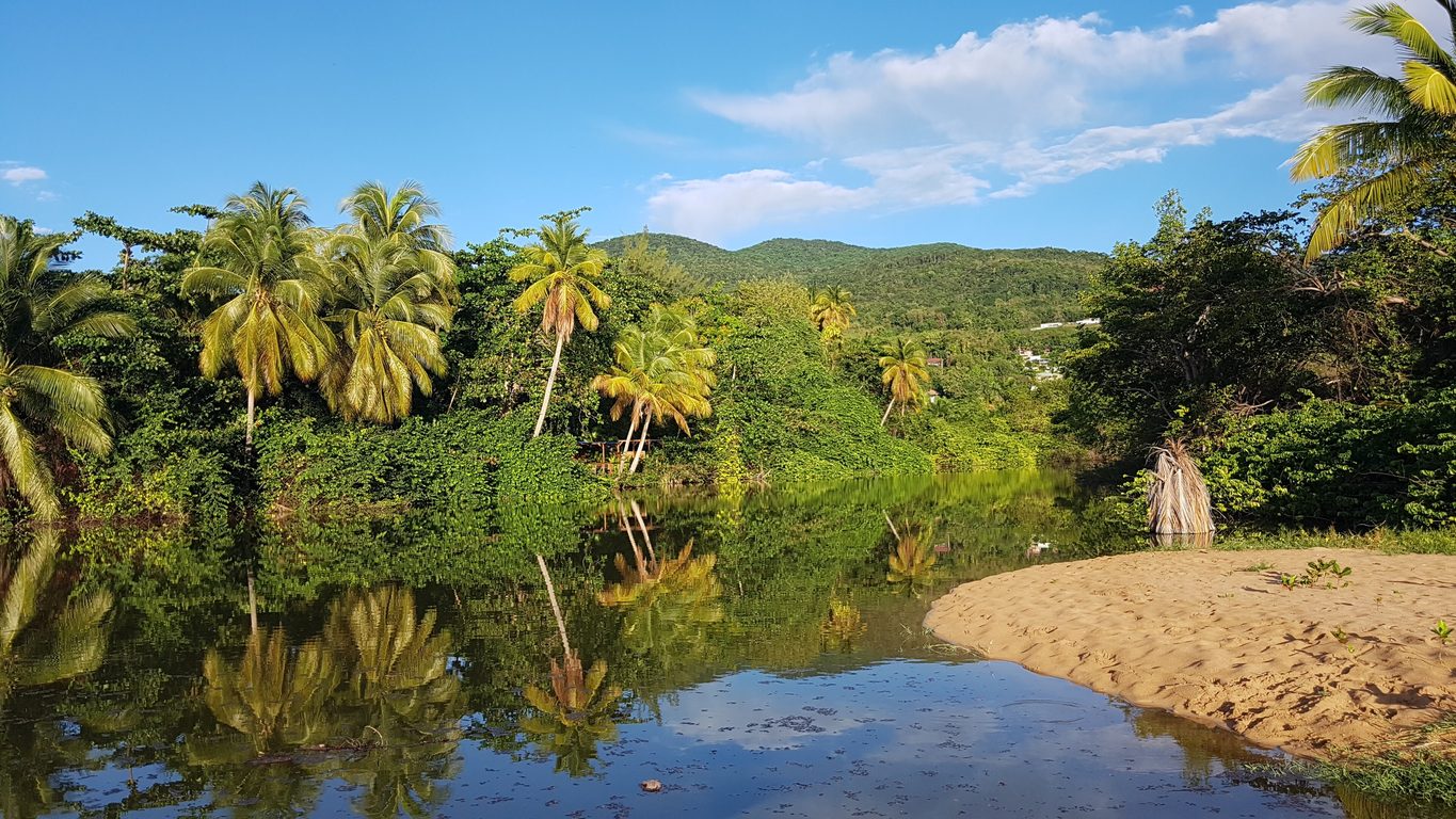 Cocotiers penchés sur le sable doré de Grande Anse avec la mer des Caraïbes en arrière-plan